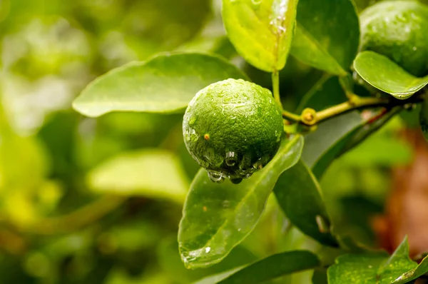 Verse Citroen Limoen Citrus Aurantifolia Boom Rechtenvrije Stockafbeeldingen