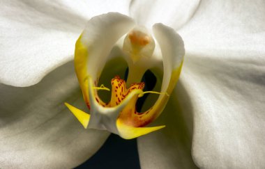 Close up of white Moth orchid (Phalaenopsis amabilis), commonly known as the moon orchid