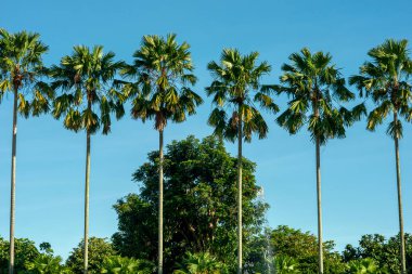 Beautiful tropical nature landscape with palm trees and blue sky