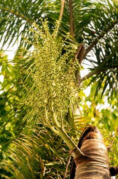 Areca nut palm fruits, Betel Nuts, Betel palm (Areca catechu) hanging on its tree