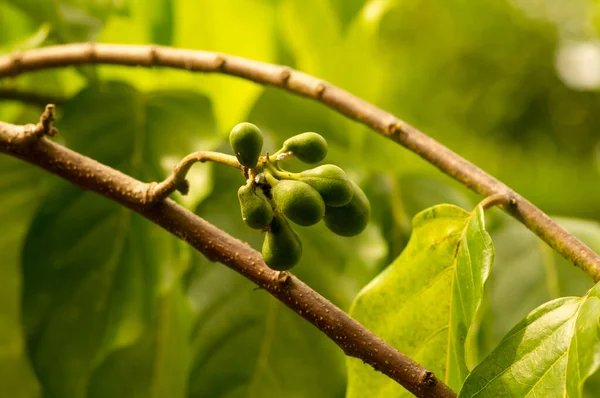 Cananga odorata seeds, known as the cananga, selected focus