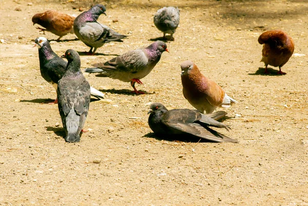 Rock Pigeons on the ground looking for the food