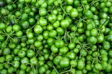Traditional Sundanese raw salads Leunca Solanum nigrum, natural background
