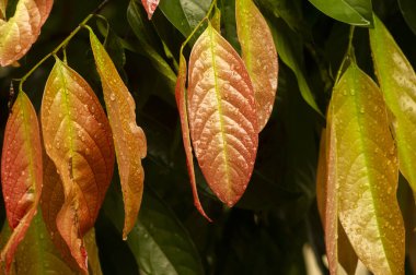 Renkli Kepel yaprakları veya burahol (Stelechocarpus burahol) ve su sıçraması