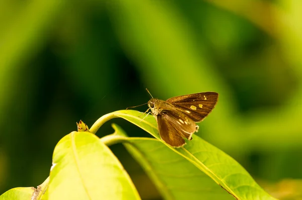 Mały Piękny Motyl Zielonych Liściach Płytkiej Ostrości — Zdjęcie stockowe