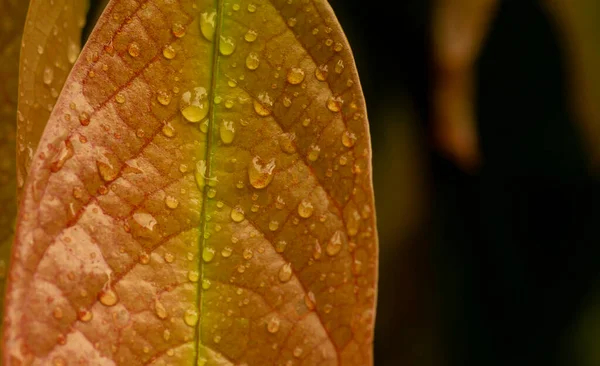 Різнокольорове Листя Кепеля Або Бурогалу Stelechocarpus Burolar Водяним Бризом — стокове фото