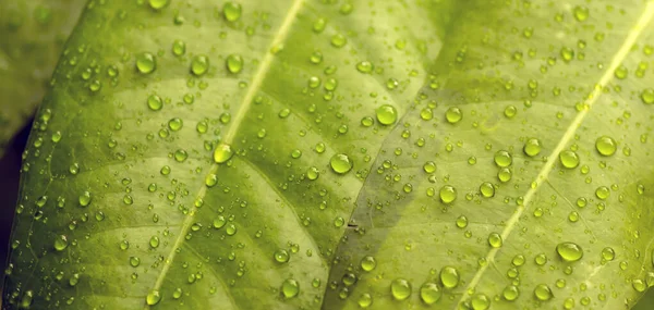 Водяне Яблуко Зелене Листя Бризкою Води Обраний Фокус Природного Фону — стокове фото