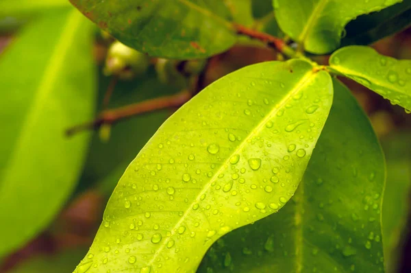 Wasserapfelgrüne Blätter Mit Wasserspritzer Ausgewählter Fokus Für Natürlichen Hintergrund — Stockfoto