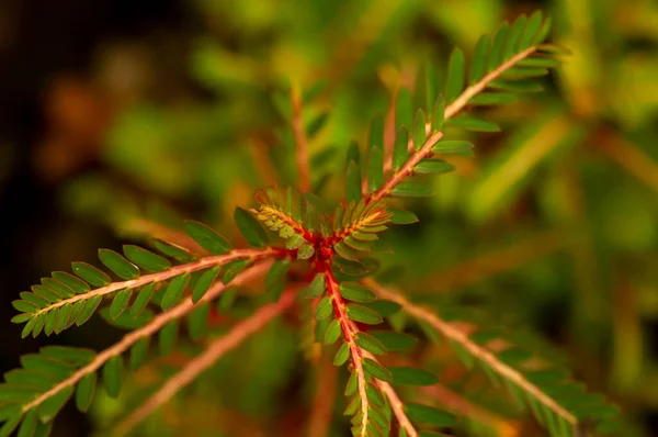 Daun Meniran Phyllanthus Urinaria Shallow Focus Natural Background — Stock Photo, Image