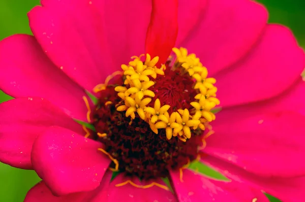 Nahaufnahme Von Zinnia Elegans Blume Die Einem Sonnigen Tag Blüht — Stockfoto