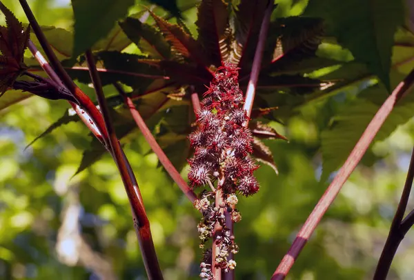 Jarak Merah Jatropha Gossypiifolia Sementes Flores Usado Como Fonte Medicina — Fotografia de Stock