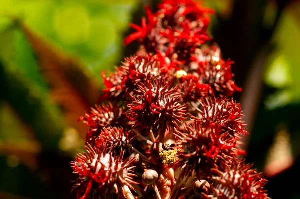 Насіння Квіти Ятрак Jatropha Gossypiifolia Використовуються Джерело Традиційної Медицини — стокове фото