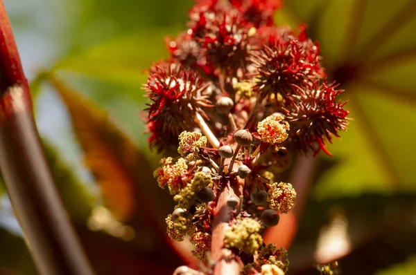 Jarak Merah Jatropha Gossypiifolia Samen Und Blüten Die Als Quelle — Stockfoto