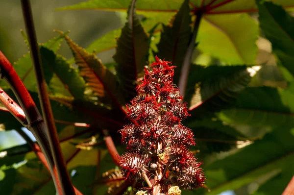 Σπόροι Και Άνθη Jarak Merah Jatropha Gossypifolia Που Χρησιμοποιούνται Πηγή — Φωτογραφία Αρχείου