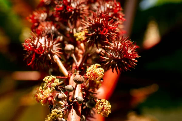 Jarak Merah Jatropha Gossypiifolia Samen Und Blüten Die Als Quelle — Stockfoto