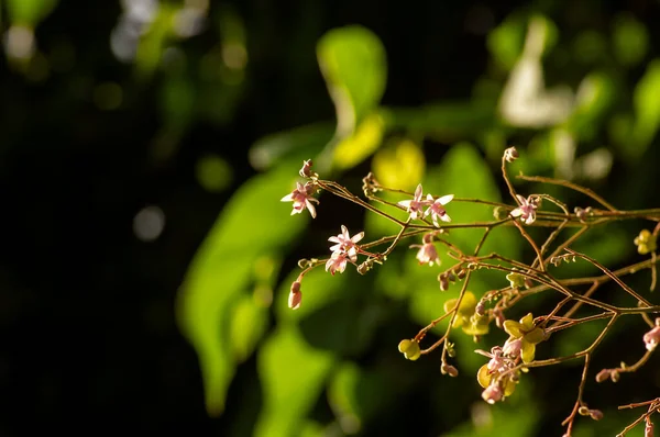 Tahongai Gastbaum Kleinhovia Hospita Bekannt Als Timoho Java Indonesien Blüten — Stockfoto