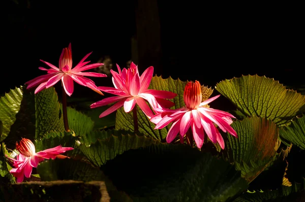 분홍빛 Pubescens — 스톡 사진