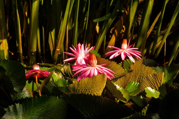 Flor Lírio Água Rosa Bunga Teratai Nymphaea Rubra Pubescens — Fotografia de Stock