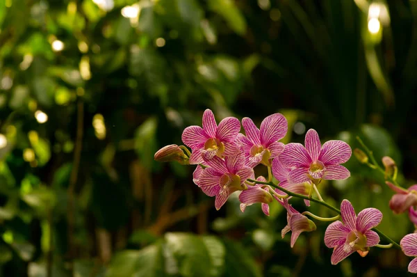 Dendrobium Enobi Orchidea Sekély Fókuszban Jogdíjmentes Stock Fotók