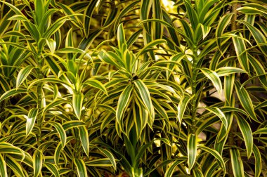Dracaena Reflexa, Hindistan 'ın şarkısı, güzel renkli yaprakları olan kapalı bir bitki