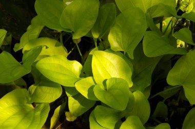 Maça yaprağı kılıcı, Echinodorus kordifolius yeşil yapraklar doğal arkaplan için
