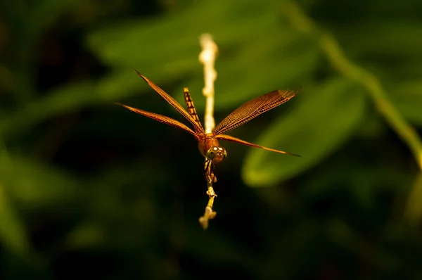 Eine Libelle Anisoptera Thront Einem Sonnigen Tag Auf Einem Ast — Stockfoto