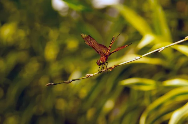 在阳光明媚的日子里 一只蜻蜓栖息在树枝上 — 图库照片
