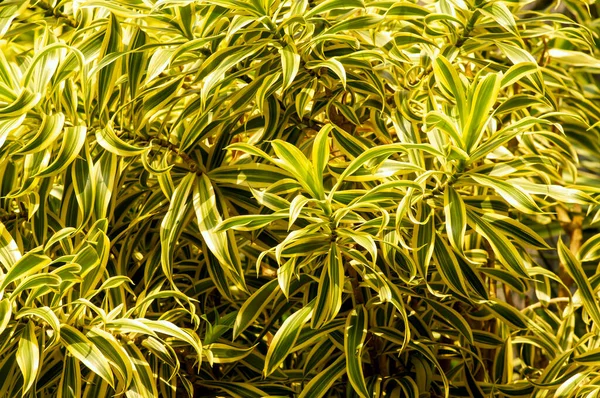 stock image Dracaena Reflexa, song of India, an indoor plant with beautiful colored leaves