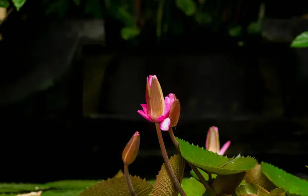 Pink Water Lily Flower Bunga Teratai Nymphaea Rubra Pubescens — стокове фото