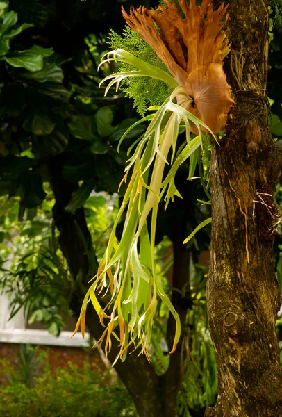 Зеленые Листья Tanduk Rusa Platycerium Corona Platycerium Willinckii — стоковое фото