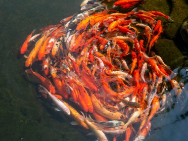 Koi balığı, özellikle nishikigoi (Cyprinus rubrofuscus), yapay bir gölette renkli dekoratif balık.