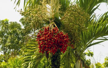 Ağaçta asılı kırmızı ve yeşil bölge fındık palmiyesi, Betel fındığı, Betel palmiyesi (Areca catechu)