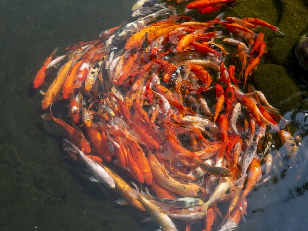 Ikan Koi Khususnya Nishikigoi Cyprinus Rubrofuscus Ikan Dekoratif Berwarna Warni — Stok Foto