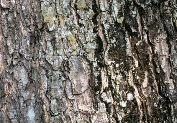 Munggur Trembesi Rain Tree Samanea Saman Tree Bark Natural 벽지와 — 스톡 사진