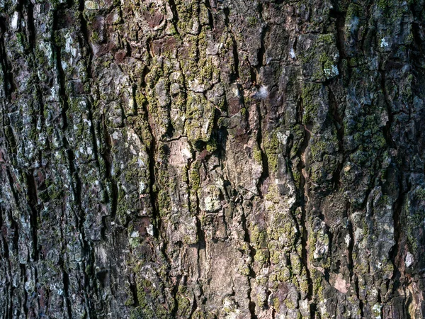 Munggur Trembesi Rain Tree Samanea Saman Tree Bark Natural Wallpaper — 图库照片