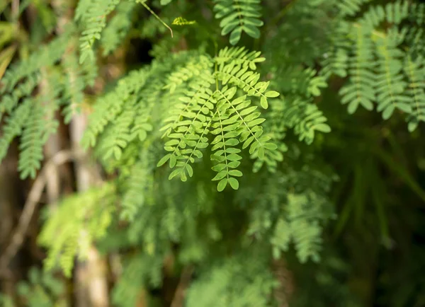 Πράσινα Φύλλα Του Ποταμού Tamarind Leucaena Leucocephala Ρηχή Εστίαση — Φωτογραφία Αρχείου