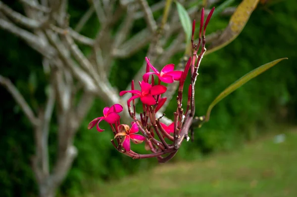 Rote Kamboja Blüte Plumeria Eine Pflanzengattung Aus Der Familie Der — Stockfoto