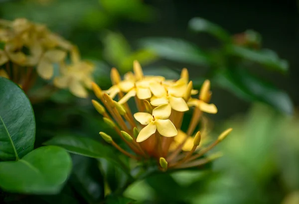 Fleur Jaune Soka Ixora Coccinea Géranium Jungle Une Espèce Famille — Photo