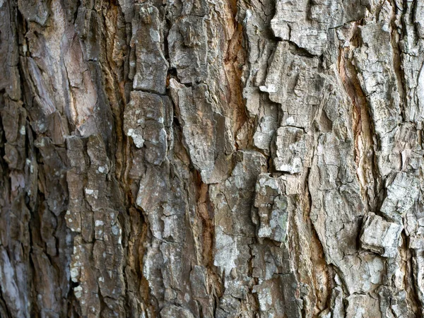 Munggur Trembesi Rain Tree Samanea Saman Tree Bark Natural Wallpaper — Stock Photo, Image