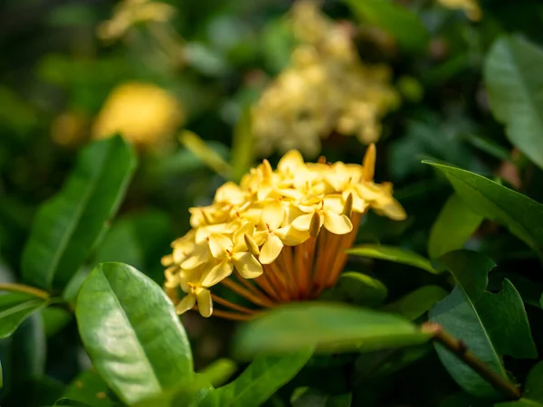 Yellow Soka Flower Ixora Coccinea Jungle Geranium Gatunek Rodziny Rubiaceae — Zdjęcie stockowe