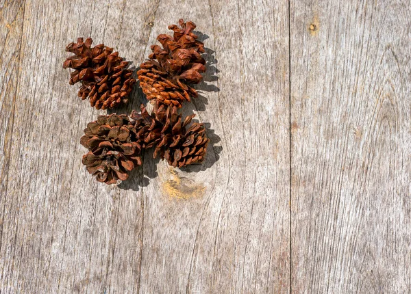 Κάτοψη Αποξηραμένων Κουκουναριών Σπόροι Pinus Merkusii — Φωτογραφία Αρχείου
