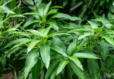 Yeşil mango (Mangifera indica) Sığ odaklı genç yapraklar, doğal arka plan