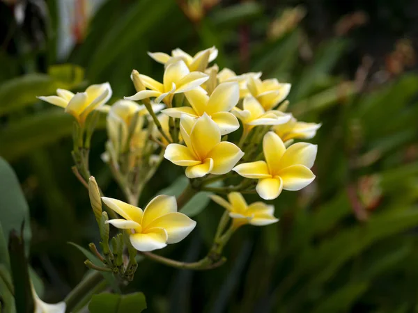 Kamboja Flower Plumeria Genus Flowering Plants Family Apocynaceae Also Known — Photo