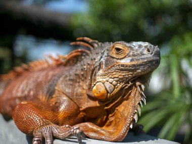 Parlak turuncu iguana (iguana iguana) güneş ışığı altında, bulanık arkaplan