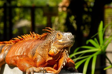Parlak turuncu iguana (iguana iguana) güneş ışığı altında, bulanık arkaplan