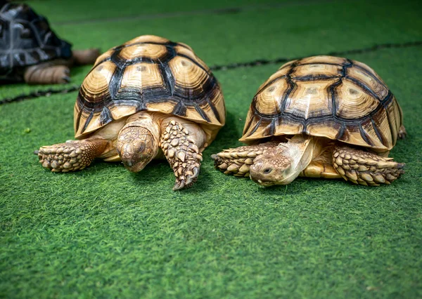 Африканская Черепаха Черепаха Герман Кормление Зеленой Траве — стоковое фото