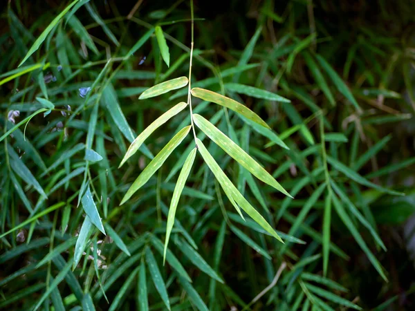 Plantas Bambu Bambusa Vulgaris Com Folhas Verdes Para Papel Parede — Fotografia de Stock