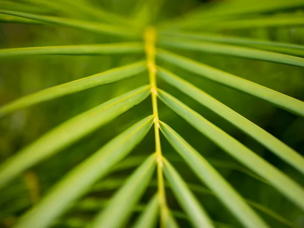 Gros Plan Feuilles Palmier Vert Jaune Fond Naturel — Photo