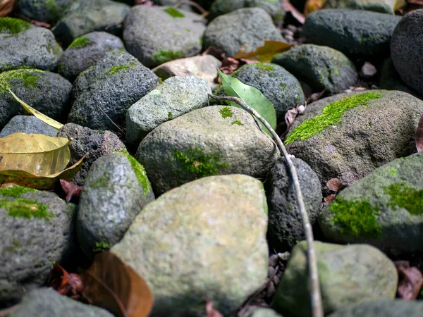 Zielony Mech Kamieniu Naturalnego Tła Komputera Tapety — Zdjęcie stockowe