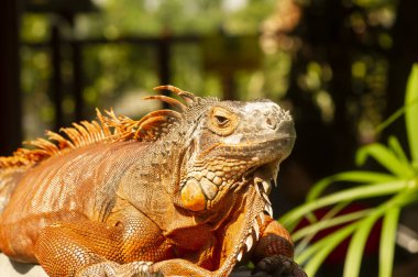 Parlak turuncu iguana (iguana iguana) güneş ışığı altında, bulanık arkaplan